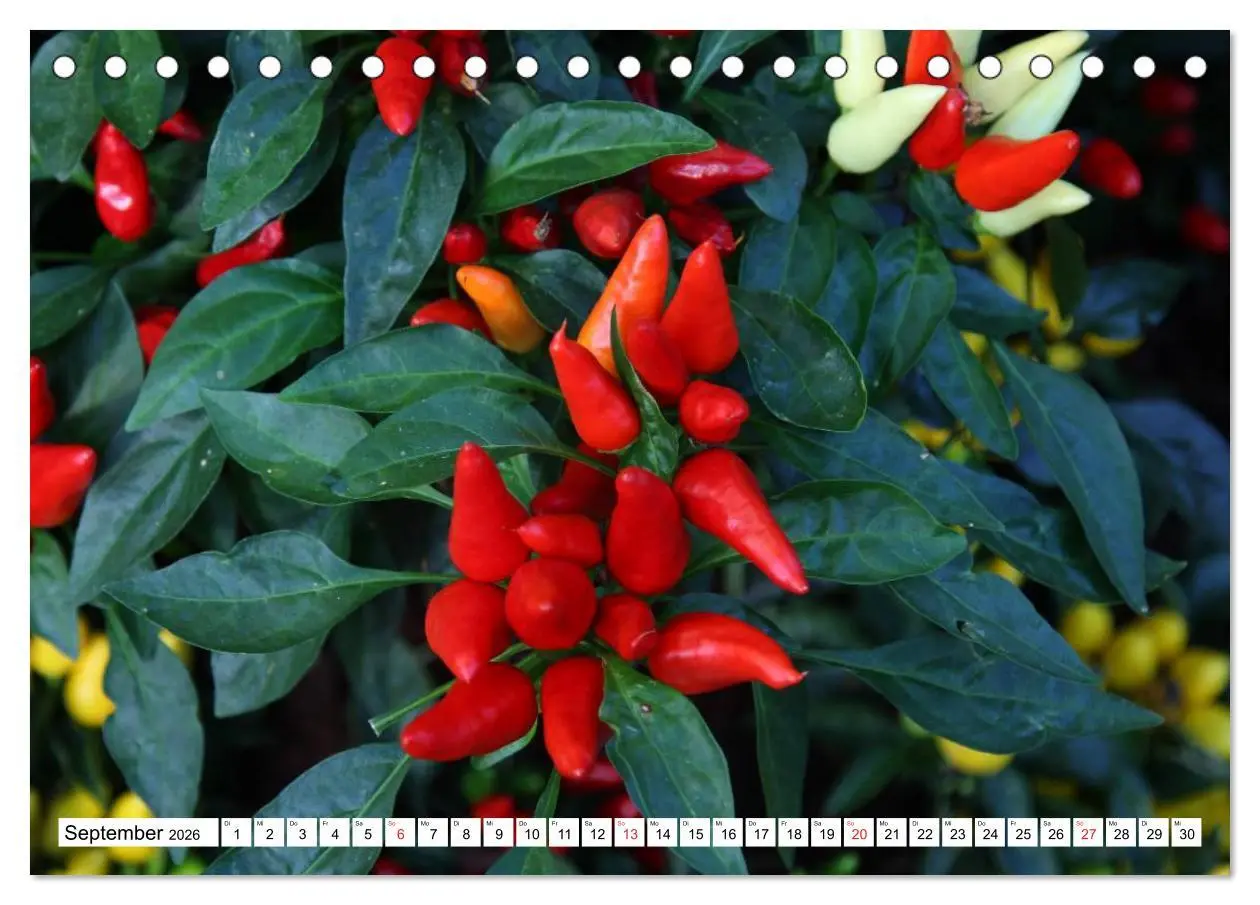 Bild: 9783457983256 | Für Chili Liebhaber (Tischkalender 2026 DIN A5 quer), CALVENDO...