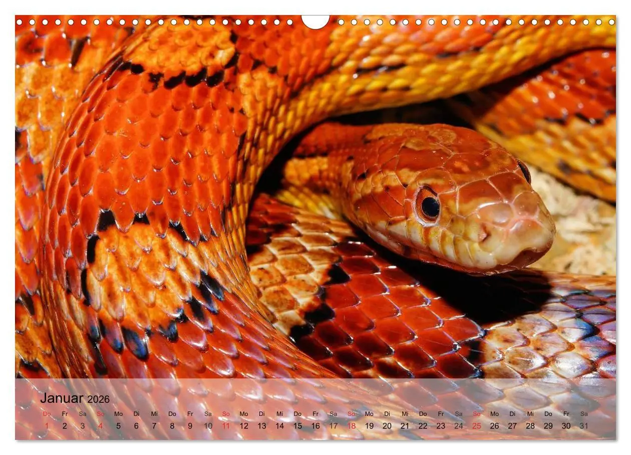 Bild: 9783516073256 | Reptilien Schlangen, Echsen und Co. (Wandkalender 2026 DIN A3...