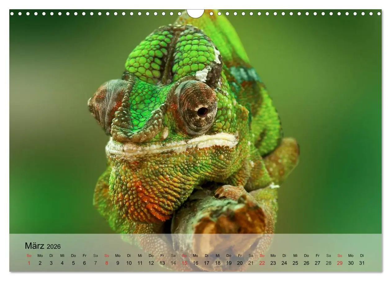 Bild: 9783516073256 | Reptilien Schlangen, Echsen und Co. (Wandkalender 2026 DIN A3...