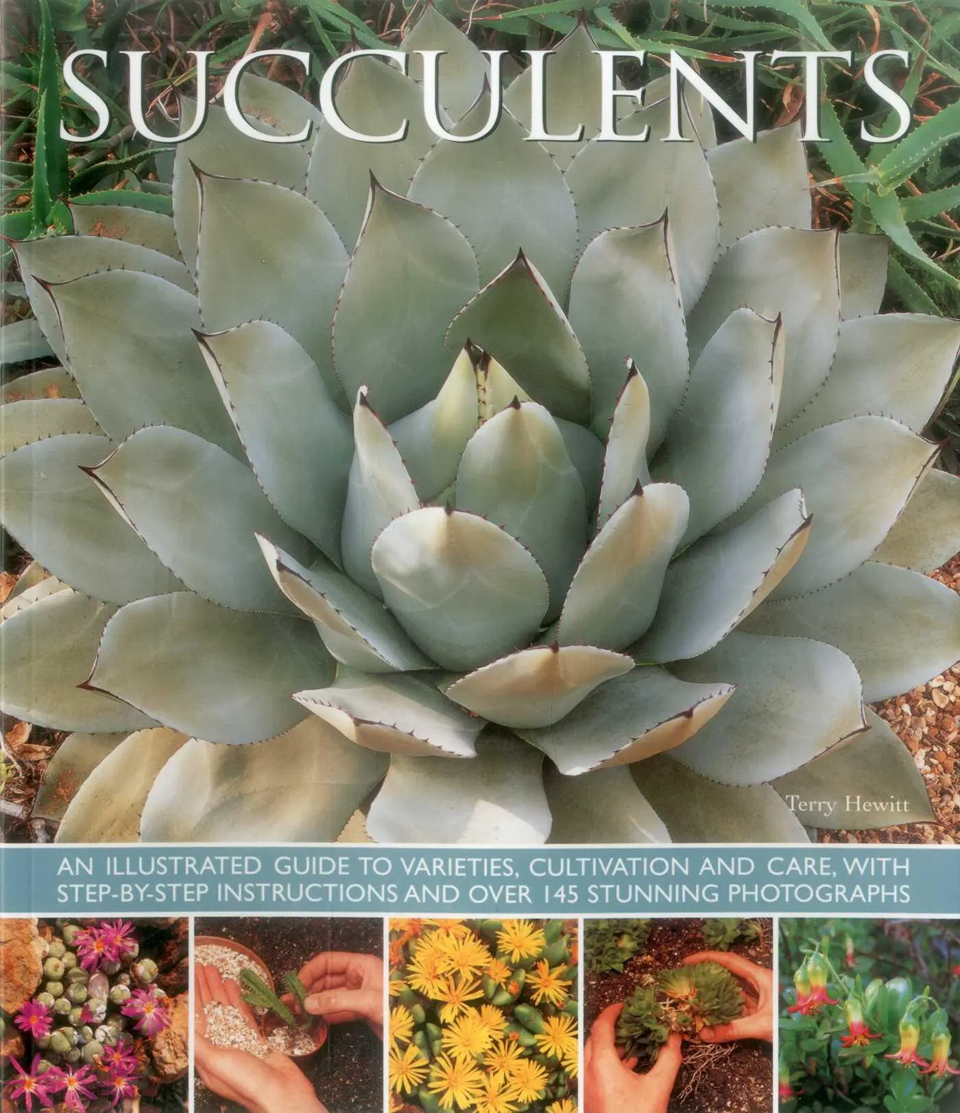 Cover: 9781780193656 | Succulents | Hewitt Terry | Buch | Gebunden | Englisch | 2015