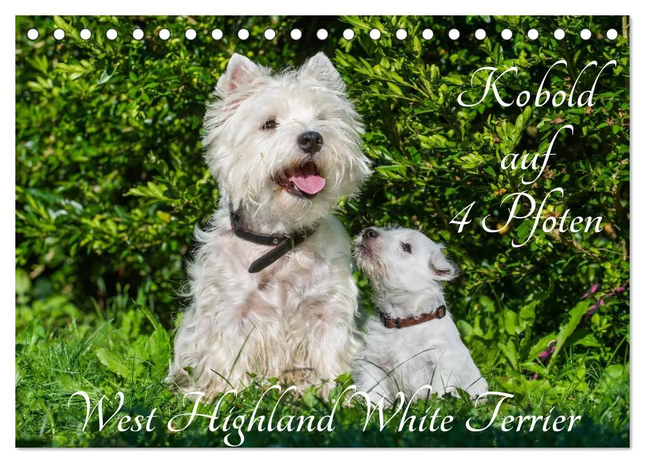 Cover: 9783457943656 | Kobold auf 4 Pfoten - West Highland White Terrier (Tischkalender...