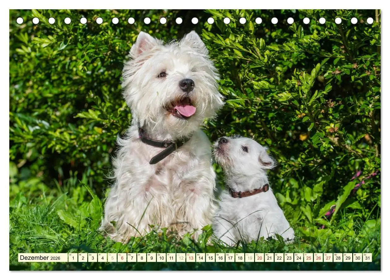 Bild: 9783457943656 | Kobold auf 4 Pfoten - West Highland White Terrier (Tischkalender...