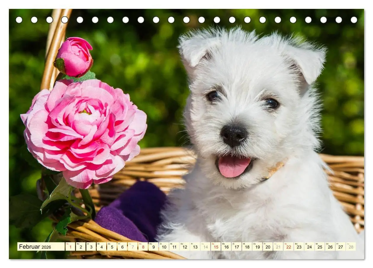 Bild: 9783457943656 | Kobold auf 4 Pfoten - West Highland White Terrier (Tischkalender...