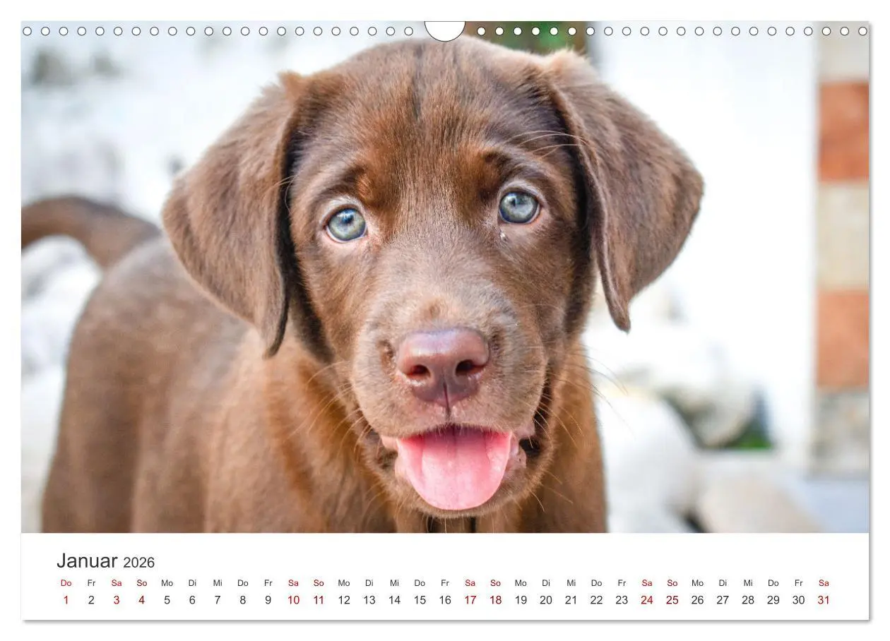 Bild: 9783457553756 | Labrador - Der Vierbeiner in Szene gesetzt. (Wandkalender 2026 DIN...