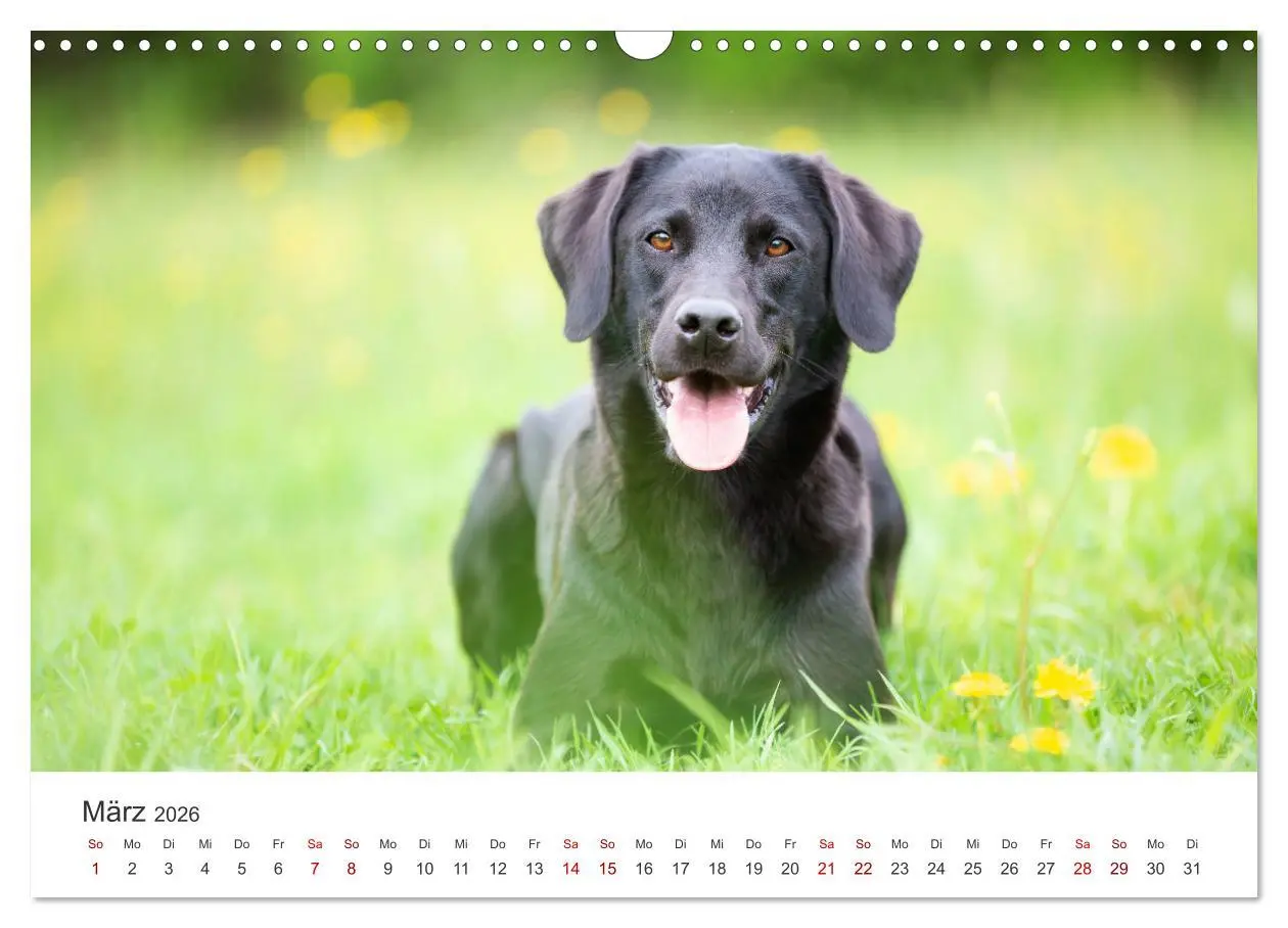 Bild: 9783457553756 | Labrador - Der Vierbeiner in Szene gesetzt. (Wandkalender 2026 DIN...