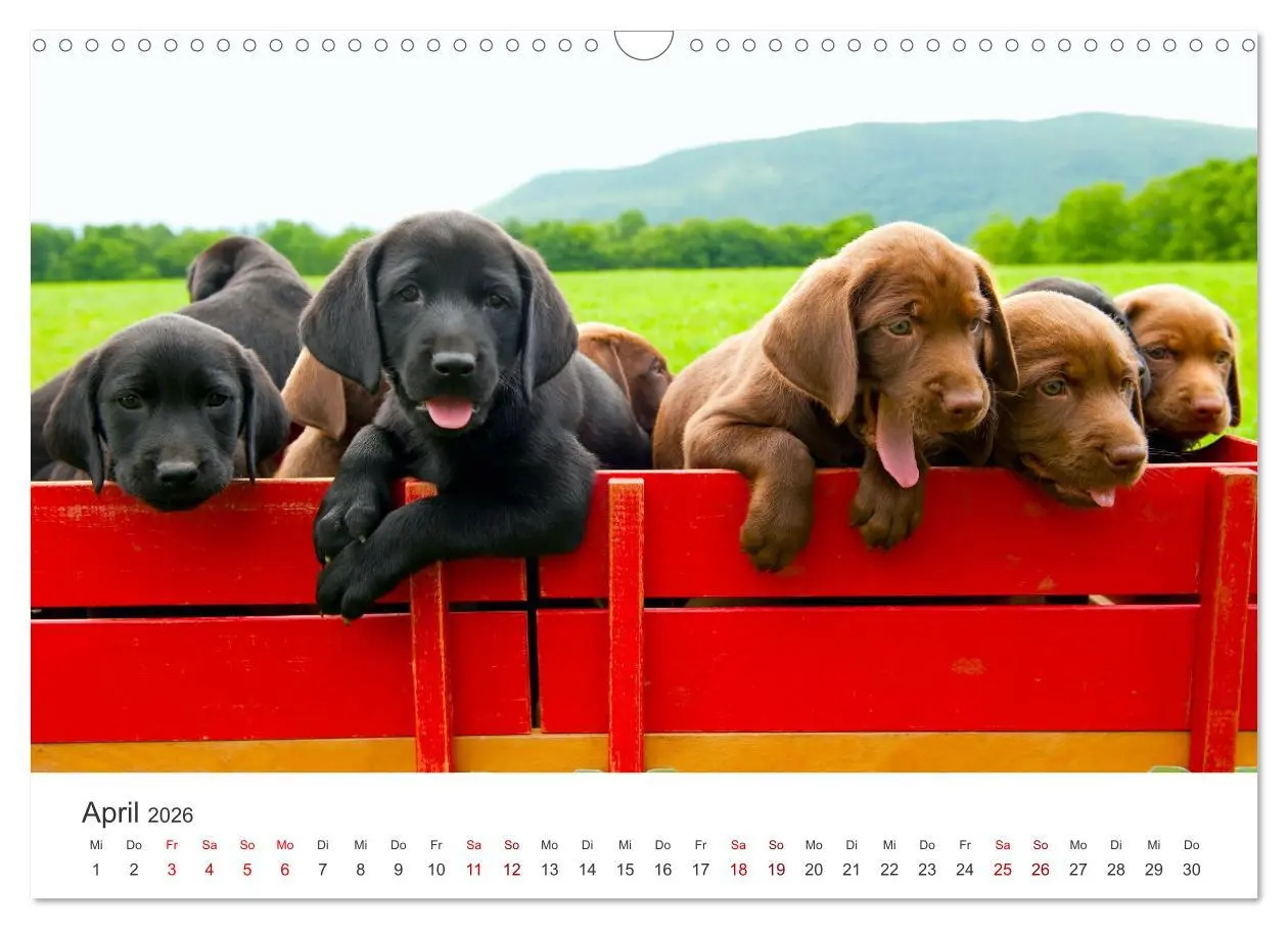 Bild: 9783457553756 | Labrador - Der Vierbeiner in Szene gesetzt. (Wandkalender 2026 DIN...