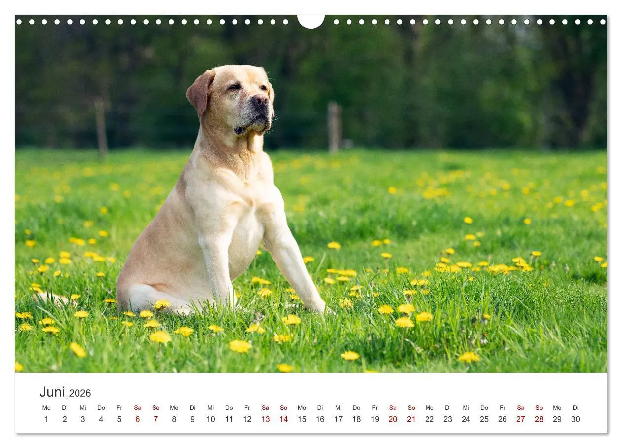 Bild: 9783457553756 | Labrador - Der Vierbeiner in Szene gesetzt. (Wandkalender 2026 DIN...