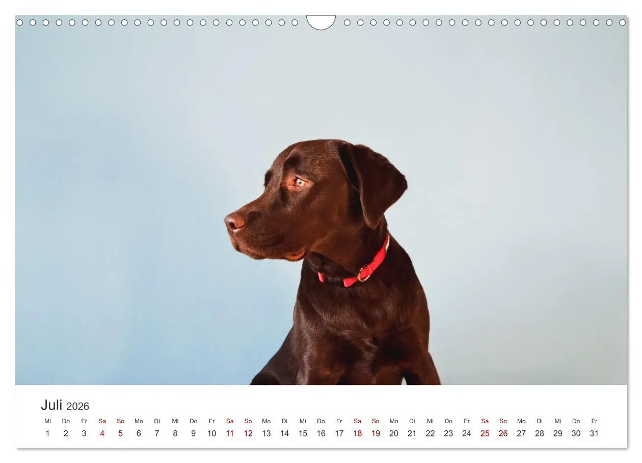 Bild: 9783457553756 | Labrador - Der Vierbeiner in Szene gesetzt. (Wandkalender 2026 DIN...