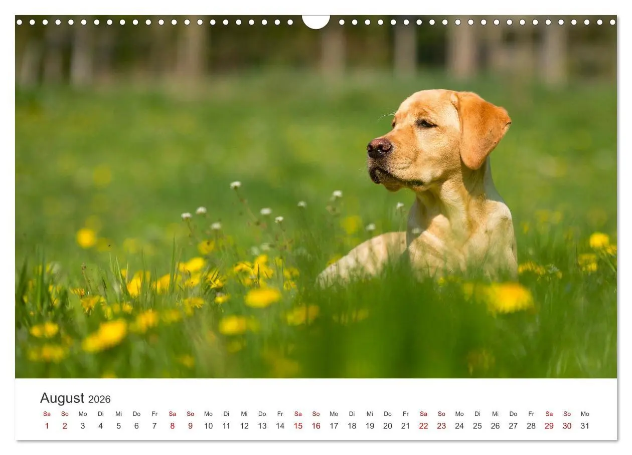 Bild: 9783457553756 | Labrador - Der Vierbeiner in Szene gesetzt. (Wandkalender 2026 DIN...