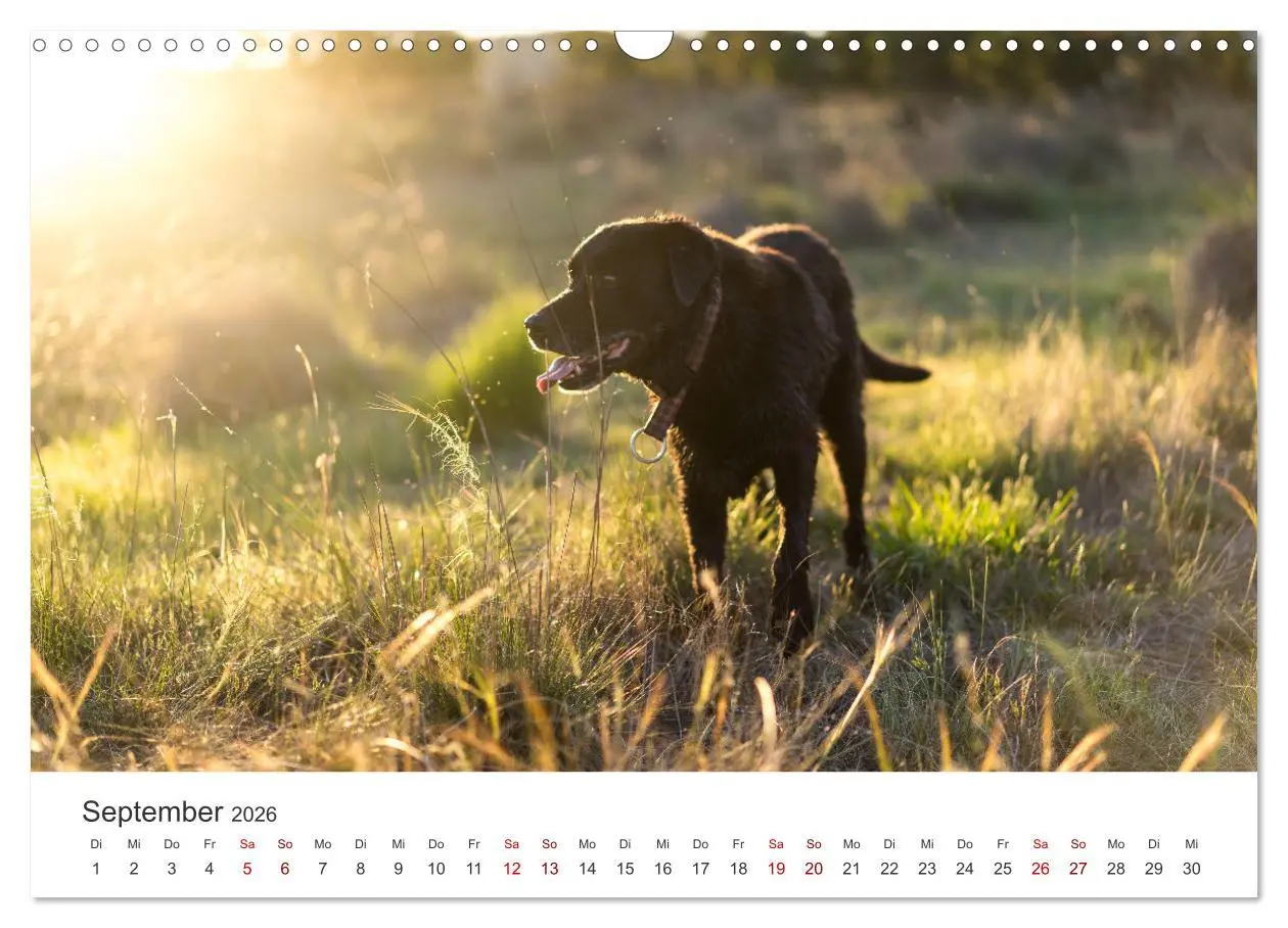 Bild: 9783457553756 | Labrador - Der Vierbeiner in Szene gesetzt. (Wandkalender 2026 DIN...