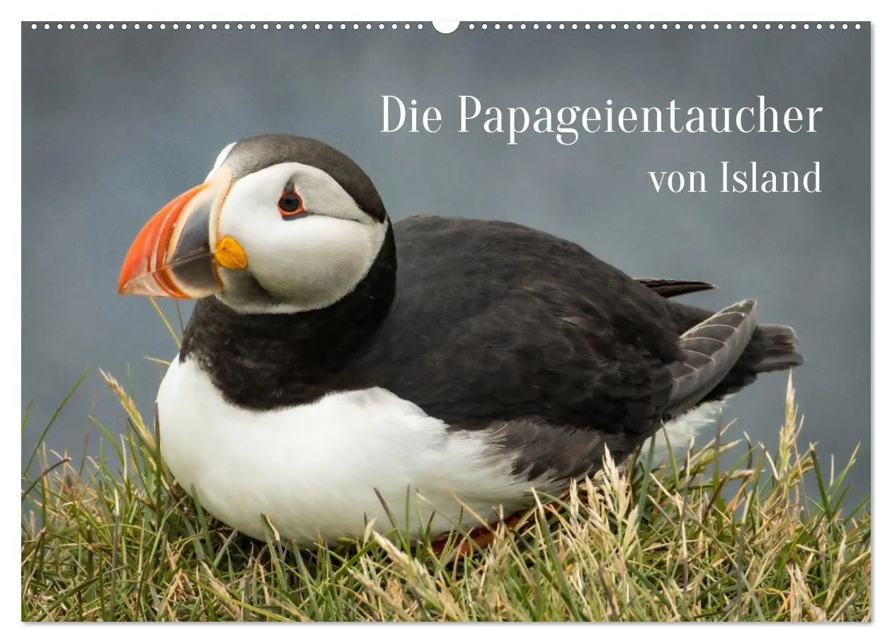 Cover: 9783457623756 | Die Papageientaucher von Island (Wandkalender 2026 DIN A2 quer),...