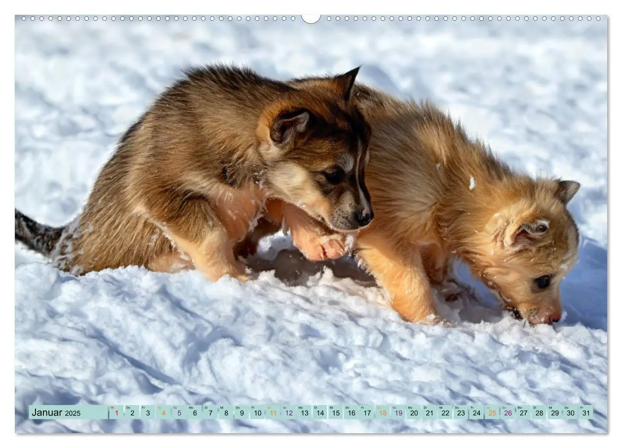 Bild: 9783435143856 | Huskies - Tolle Gefährten (Wandkalender 2025 DIN A2 quer), CALVENDO...