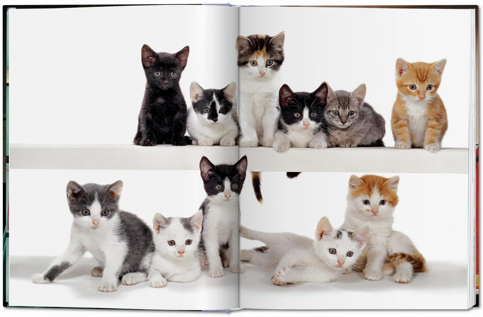 Bild: 9783836573856 | Walter Chandoha. Cats. Photographs 1942-2018 | Susan Michals | Buch