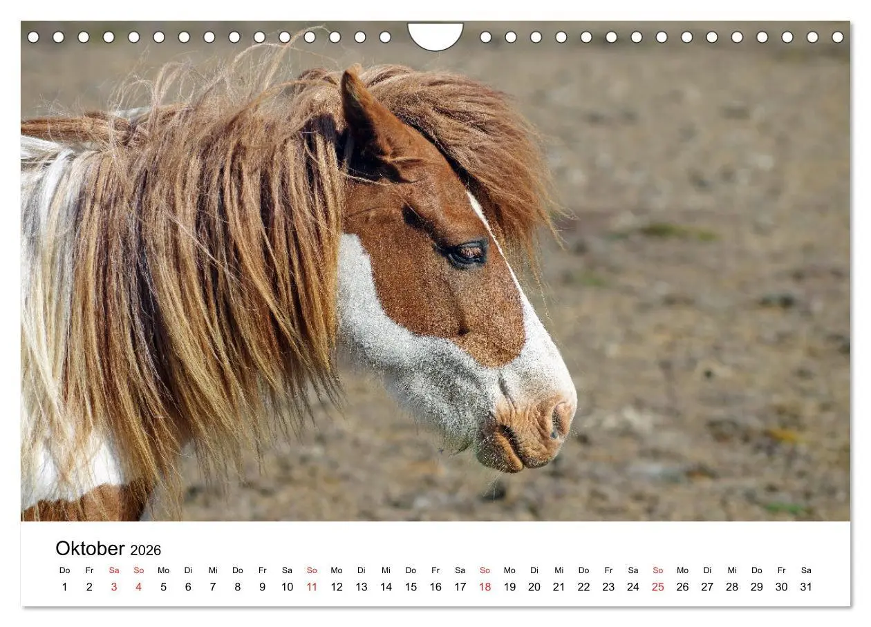 Bild: 9783516064056 | Die Pferde Islands - Ein Streifzug durch Island (Wandkalender 2026...