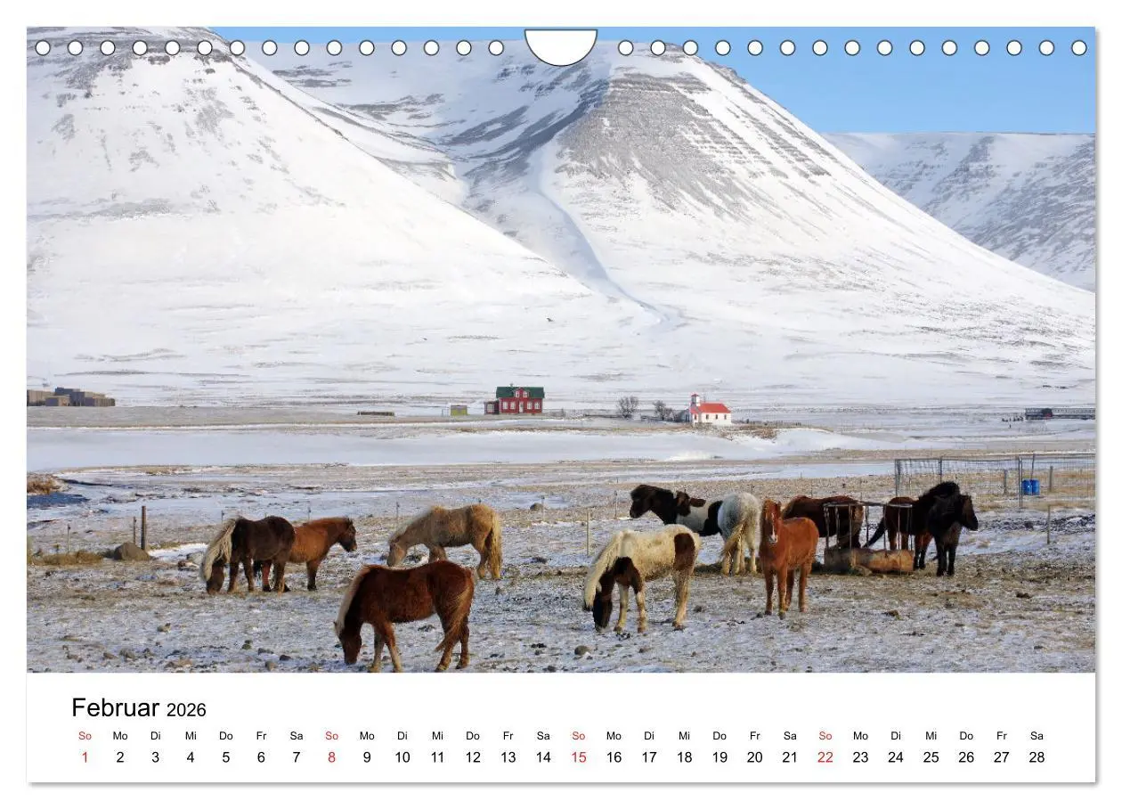 Bild: 9783516064056 | Die Pferde Islands - Ein Streifzug durch Island (Wandkalender 2026...