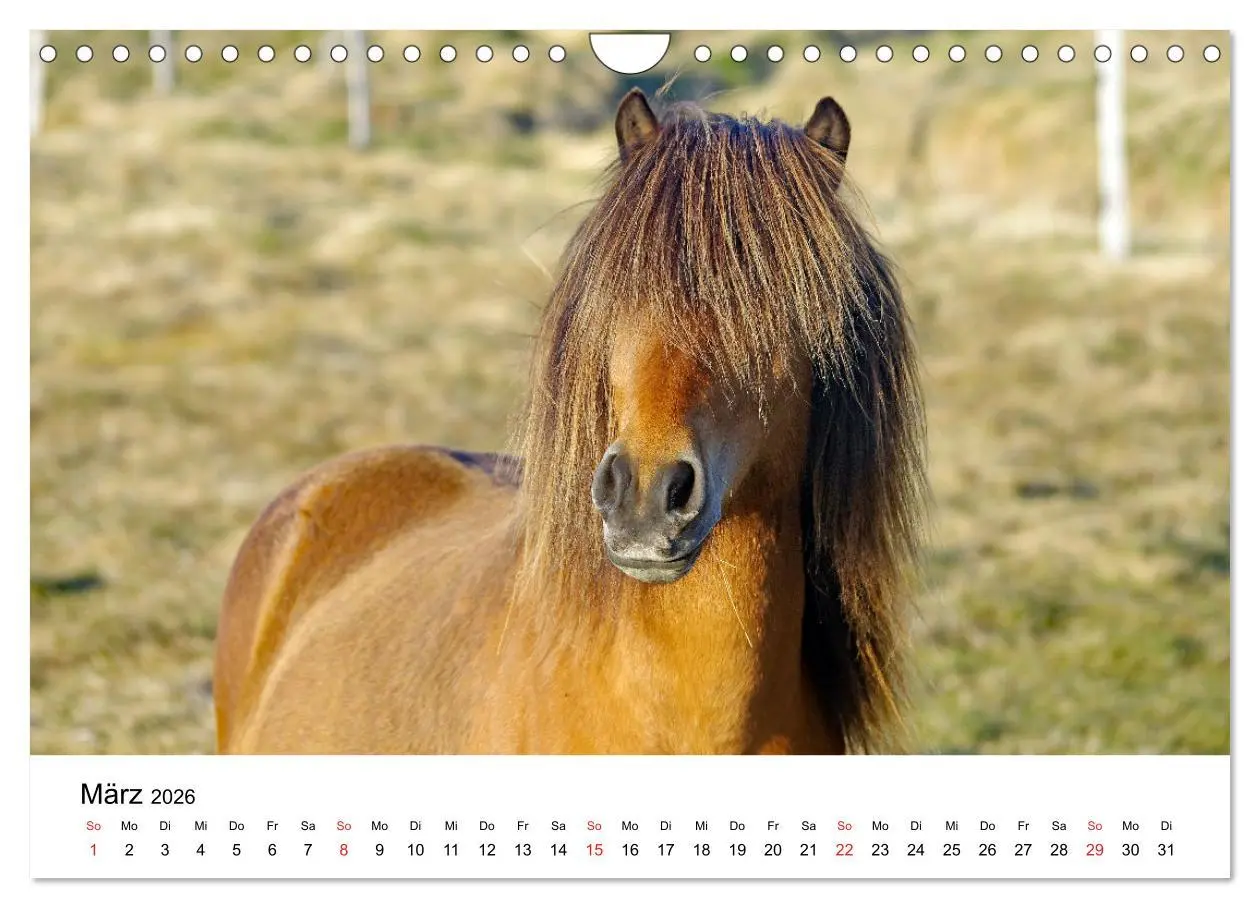 Bild: 9783516064056 | Die Pferde Islands - Ein Streifzug durch Island (Wandkalender 2026...