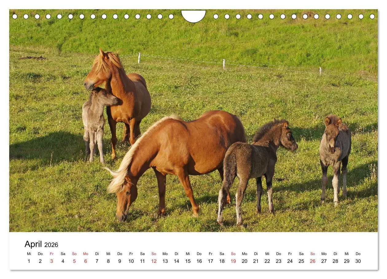 Bild: 9783516064056 | Die Pferde Islands - Ein Streifzug durch Island (Wandkalender 2026...