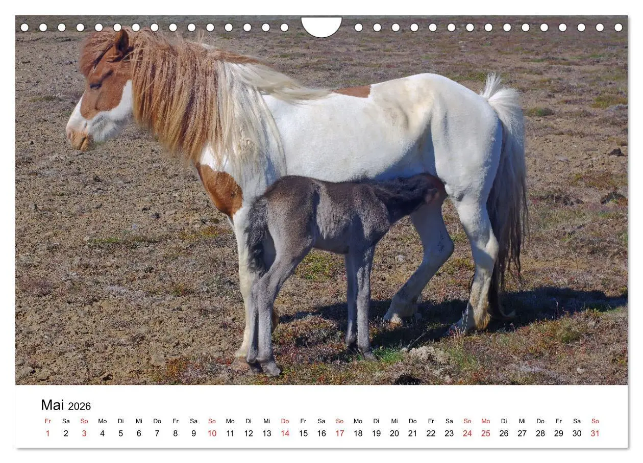 Bild: 9783516064056 | Die Pferde Islands - Ein Streifzug durch Island (Wandkalender 2026...