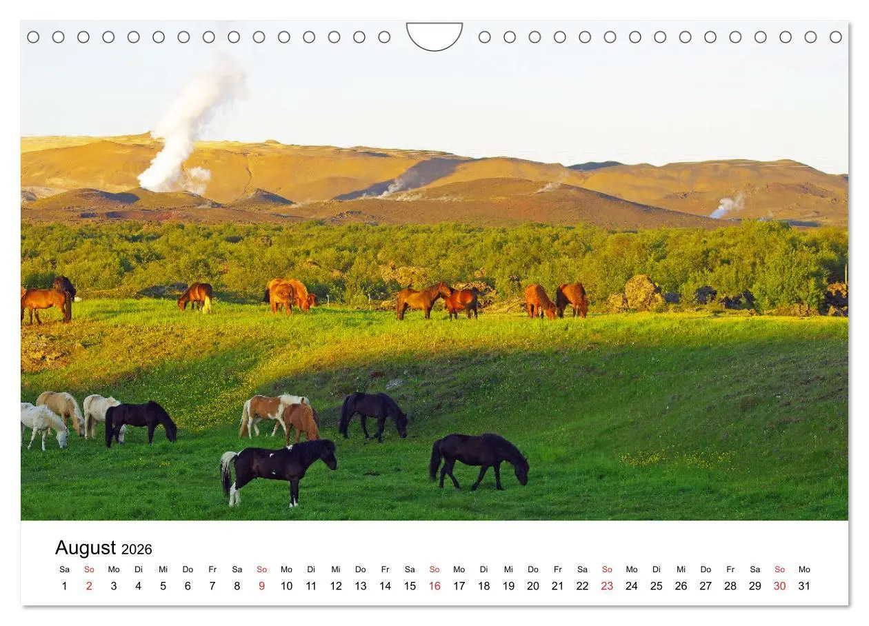 Bild: 9783516064056 | Die Pferde Islands - Ein Streifzug durch Island (Wandkalender 2026...