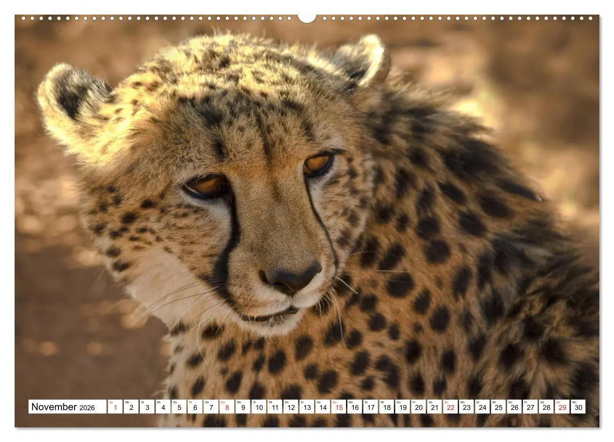 Bild: 9783457724156 | Namibia &amp; Botswana (Wandkalender 2026 DIN A2 quer), CALVENDO...