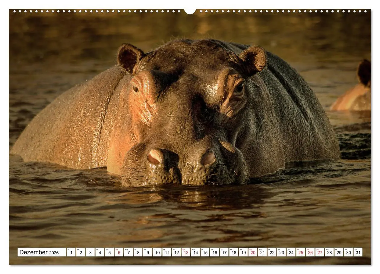 Bild: 9783457724156 | Namibia &amp; Botswana (Wandkalender 2026 DIN A2 quer), CALVENDO...