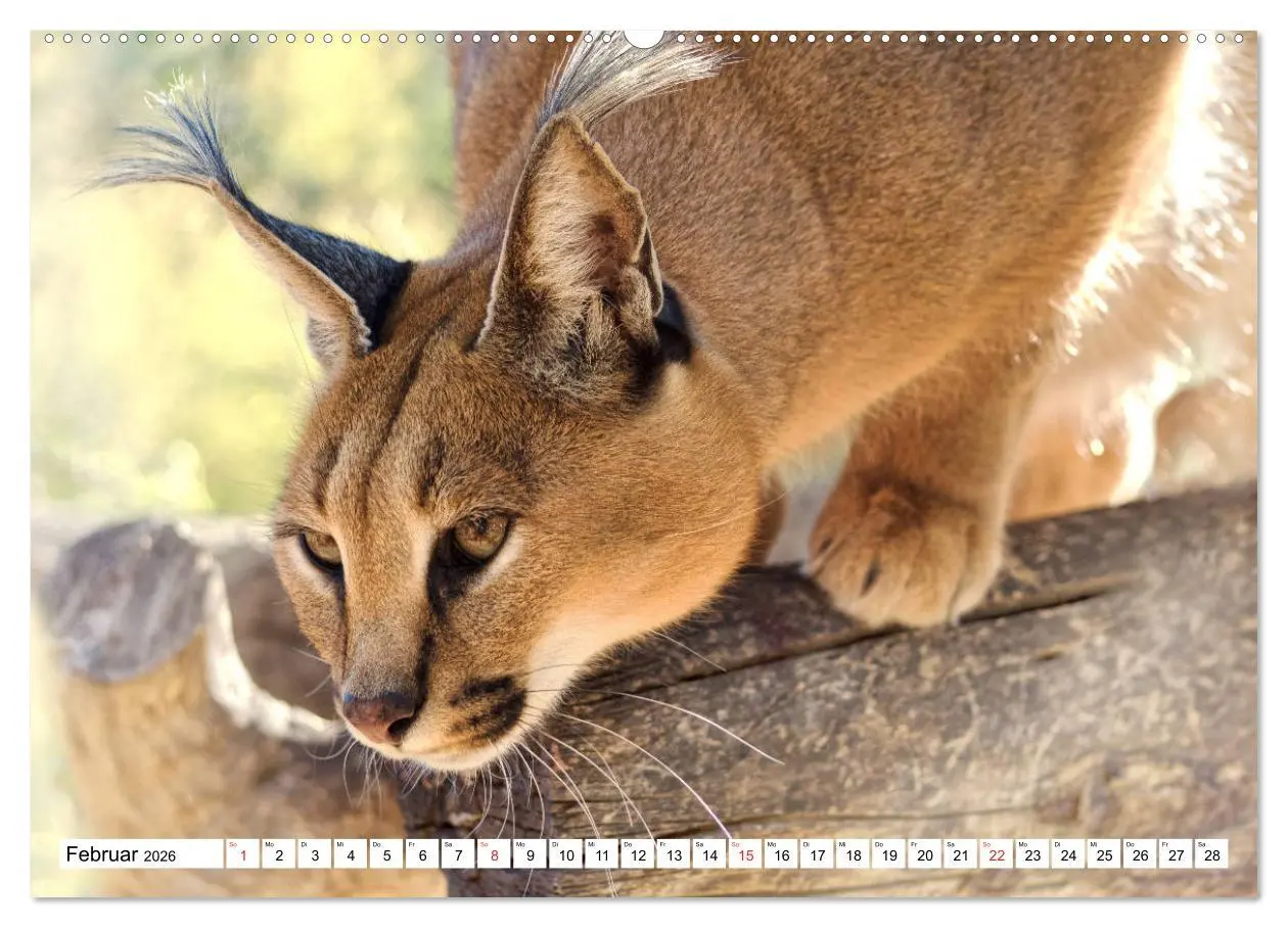 Bild: 9783457724156 | Namibia &amp; Botswana (Wandkalender 2026 DIN A2 quer), CALVENDO...