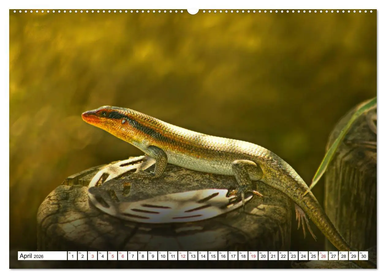 Bild: 9783457724156 | Namibia &amp; Botswana (Wandkalender 2026 DIN A2 quer), CALVENDO...