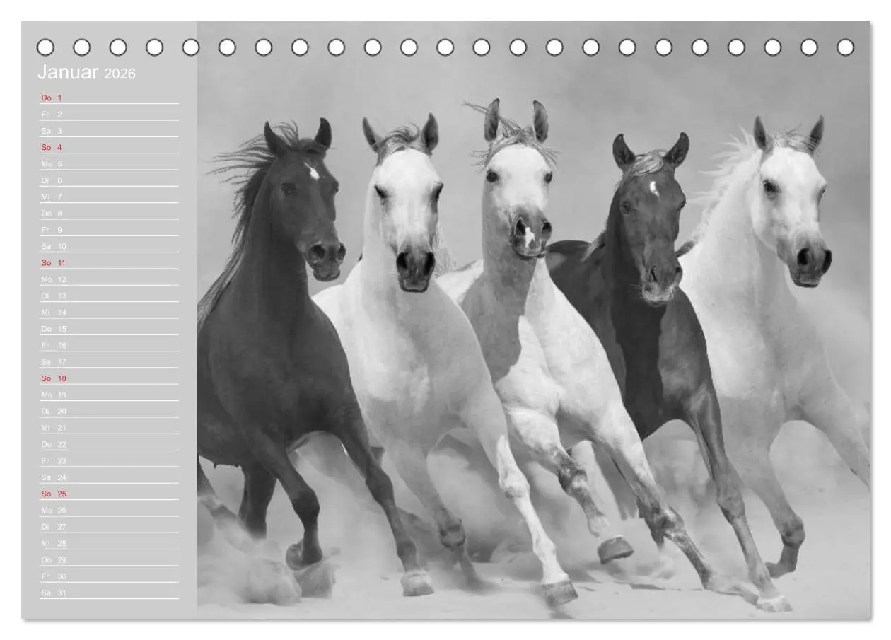 Bild: 9783516124156 | Arabische Pferde (Tischkalender 2026 DIN A5 quer), CALVENDO...