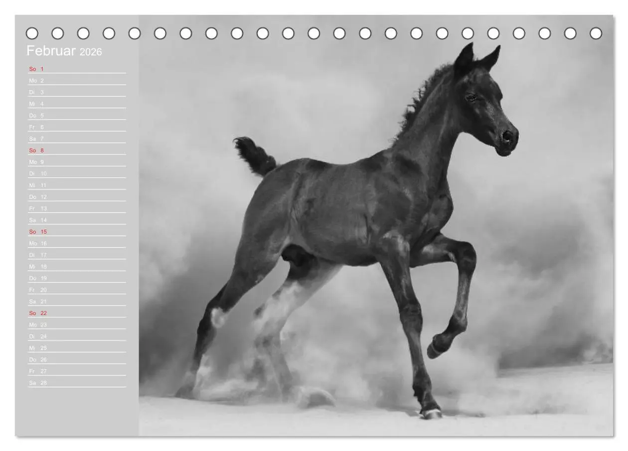 Bild: 9783516124156 | Arabische Pferde (Tischkalender 2026 DIN A5 quer), CALVENDO...