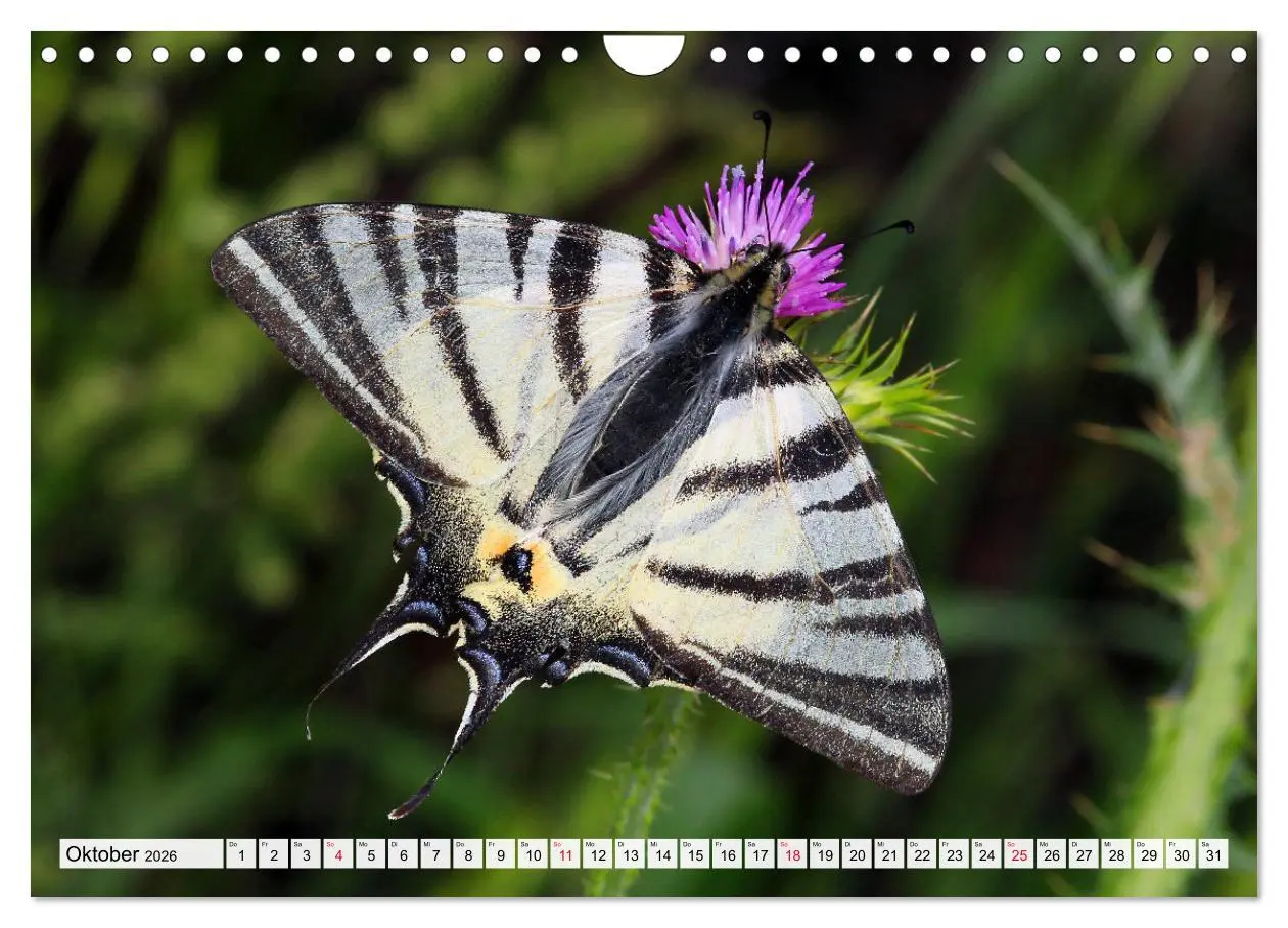 Bild: 9783457644256 | TANZ DER SCHMETTERLINGE (Wandkalender 2026 DIN A4 quer), CALVENDO...