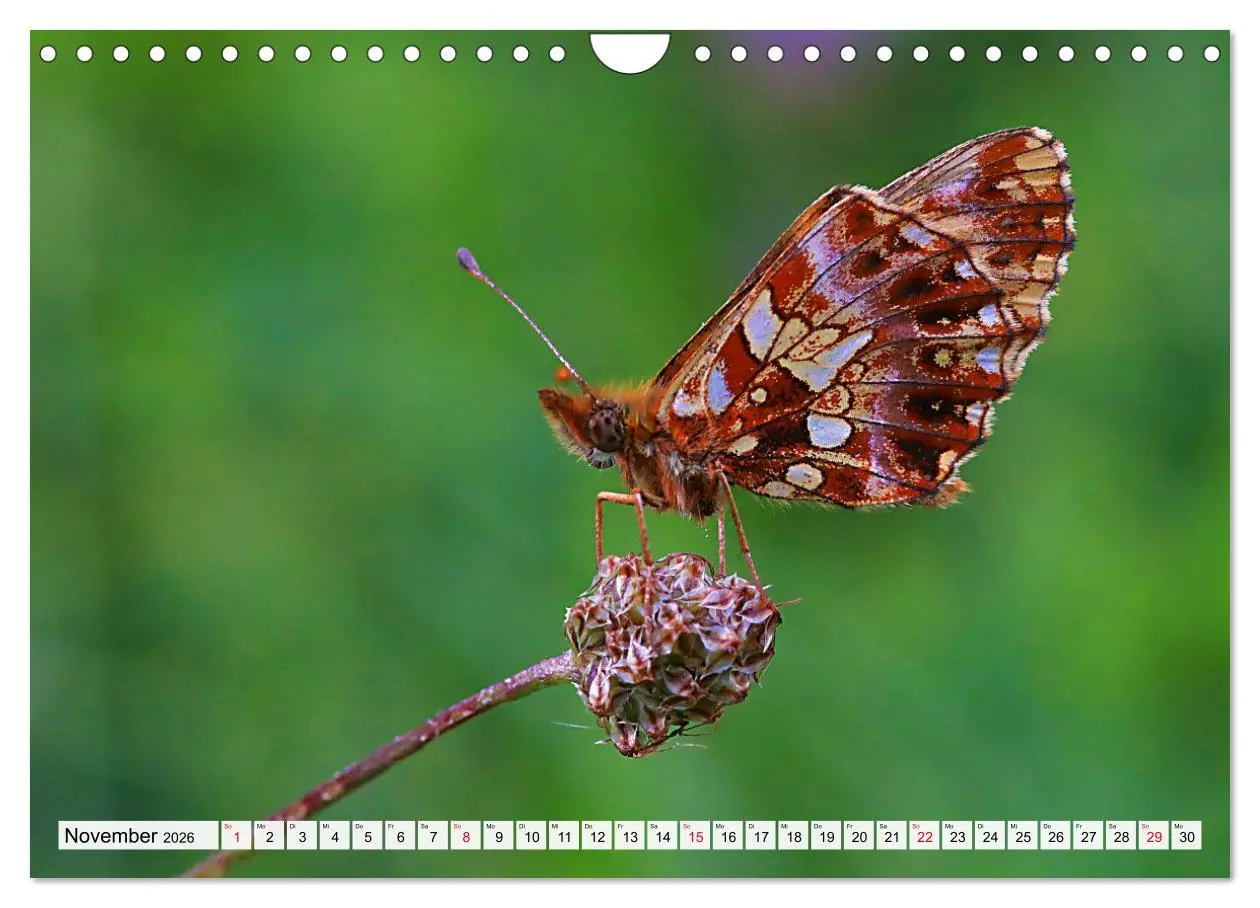 Bild: 9783457644256 | TANZ DER SCHMETTERLINGE (Wandkalender 2026 DIN A4 quer), CALVENDO...