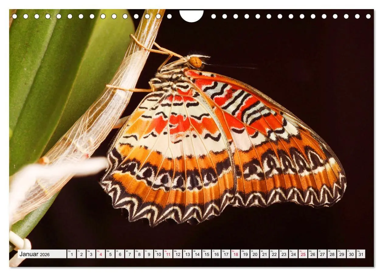 Bild: 9783457644256 | TANZ DER SCHMETTERLINGE (Wandkalender 2026 DIN A4 quer), CALVENDO...