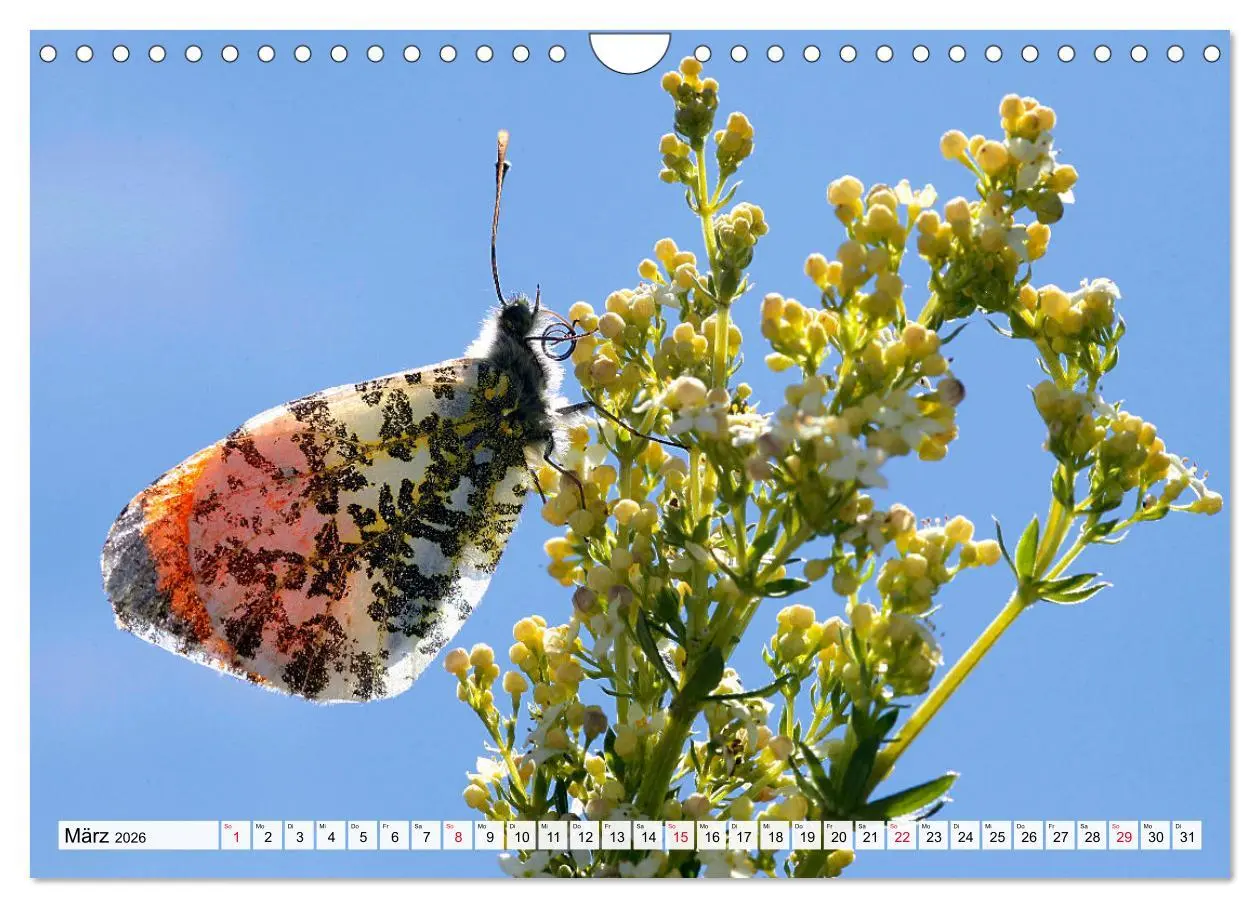Bild: 9783457644256 | TANZ DER SCHMETTERLINGE (Wandkalender 2026 DIN A4 quer), CALVENDO...