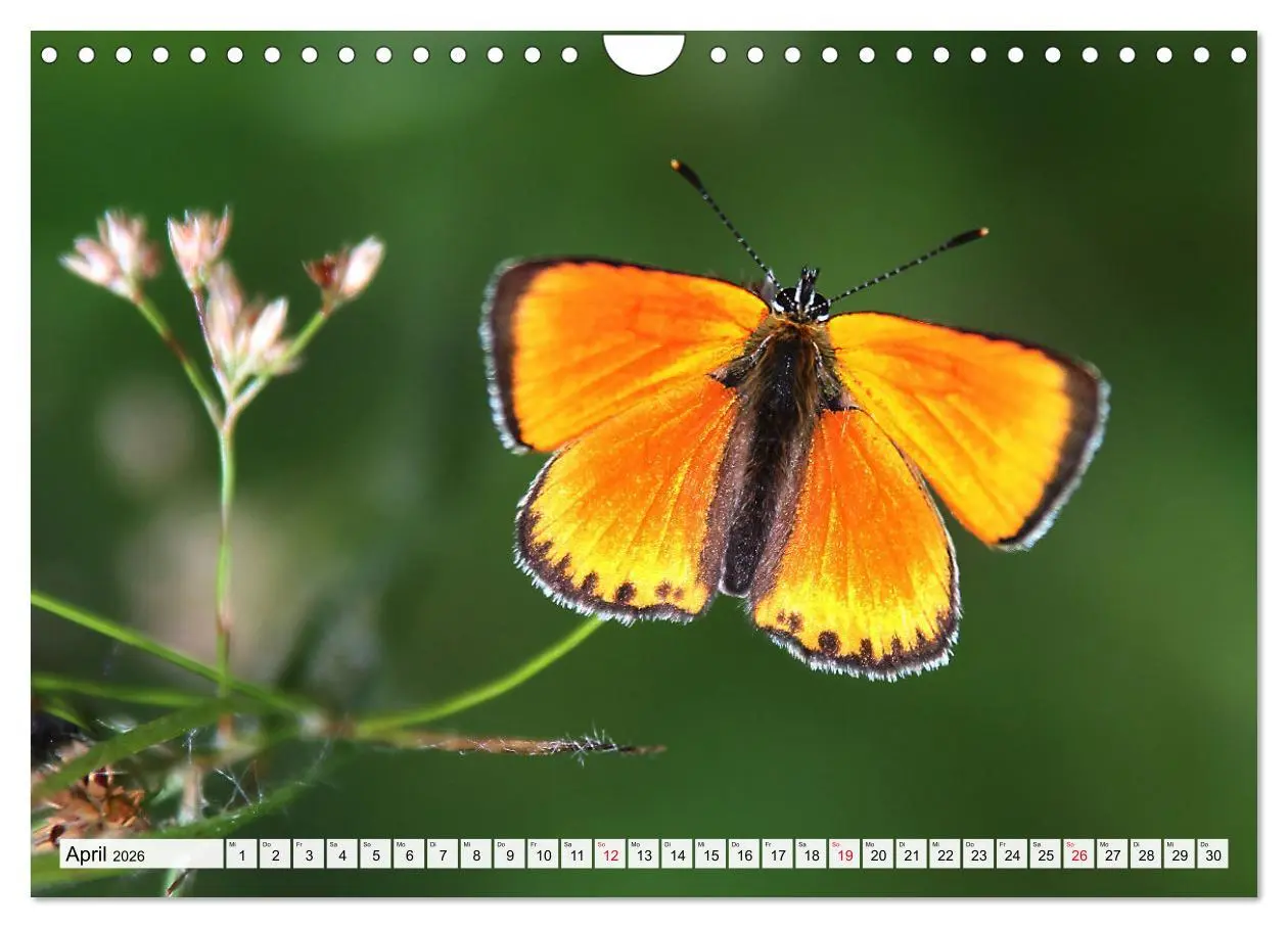 Bild: 9783457644256 | TANZ DER SCHMETTERLINGE (Wandkalender 2026 DIN A4 quer), CALVENDO...