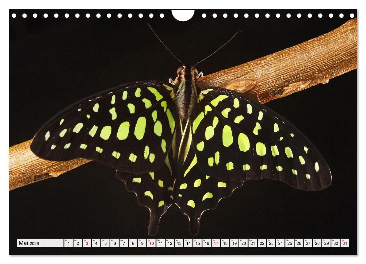 Bild: 9783457644256 | TANZ DER SCHMETTERLINGE (Wandkalender 2026 DIN A4 quer), CALVENDO...