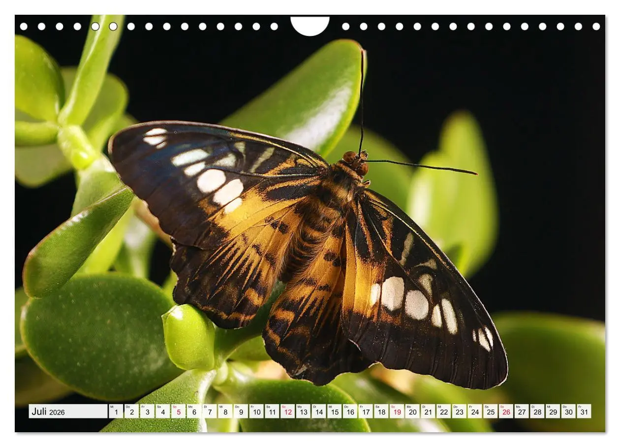 Bild: 9783457644256 | TANZ DER SCHMETTERLINGE (Wandkalender 2026 DIN A4 quer), CALVENDO...