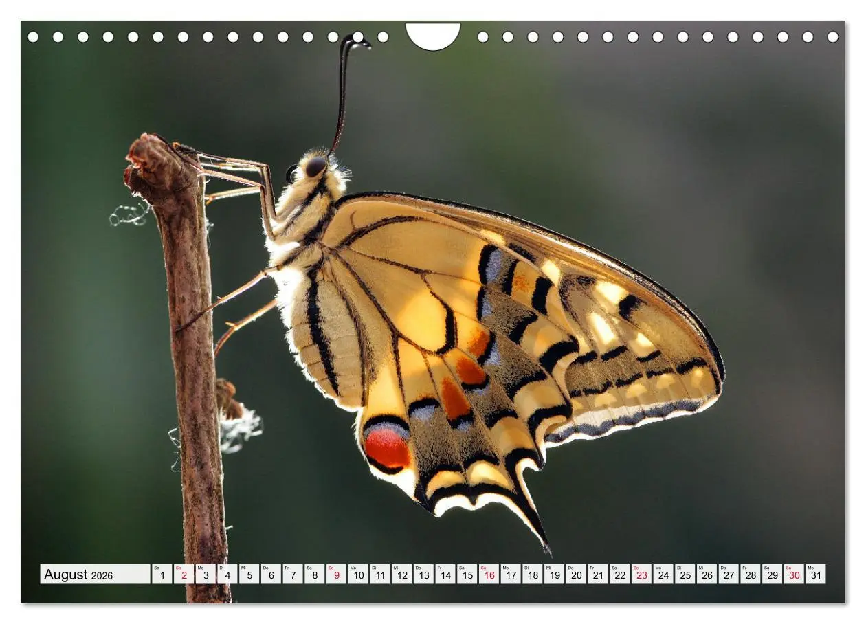 Bild: 9783457644256 | TANZ DER SCHMETTERLINGE (Wandkalender 2026 DIN A4 quer), CALVENDO...