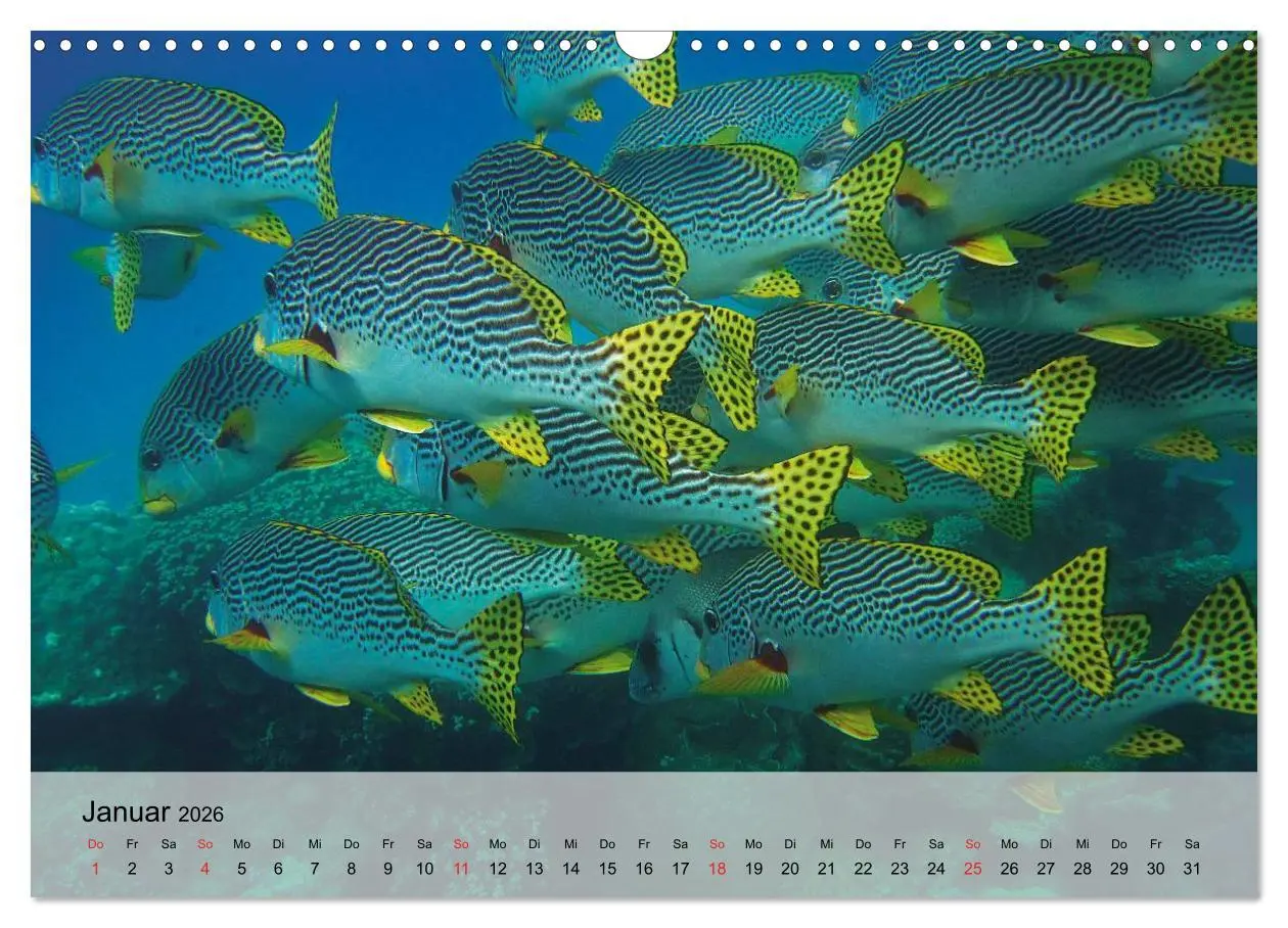 Bild: 9783516044256 | In der Meerestiefe. Fische und Korallen im ewigen Blau...