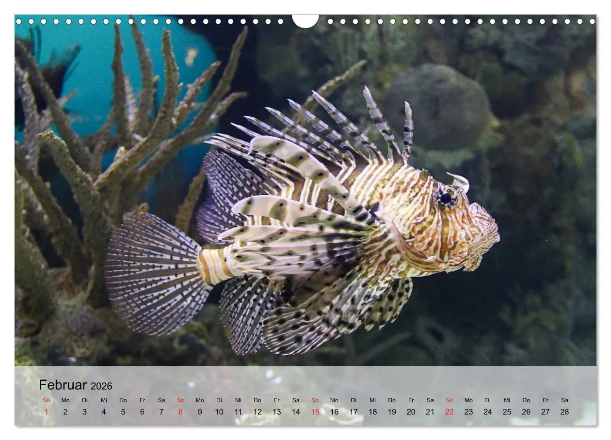 Bild: 9783516044256 | In der Meerestiefe. Fische und Korallen im ewigen Blau...