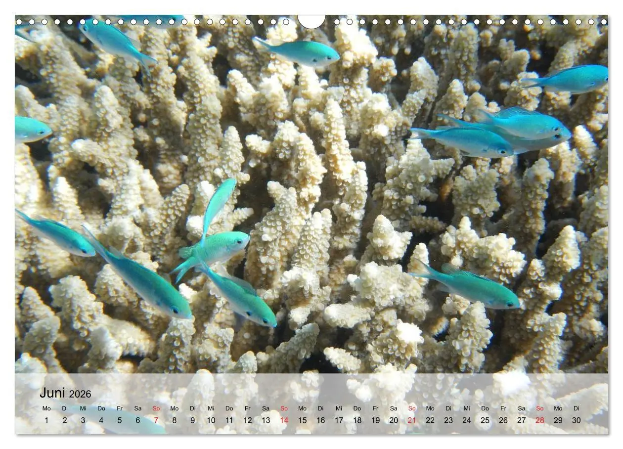Bild: 9783516044256 | In der Meerestiefe. Fische und Korallen im ewigen Blau...