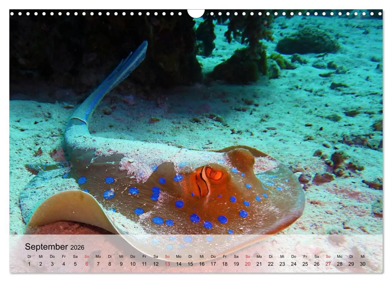 Bild: 9783516044256 | In der Meerestiefe. Fische und Korallen im ewigen Blau...