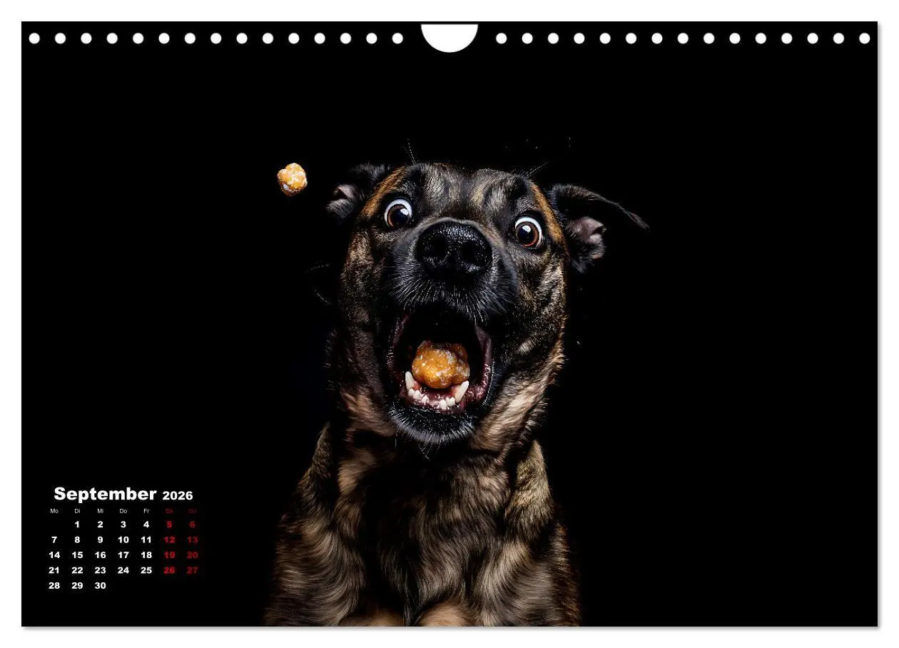 Bild: 9783457314456 | Leckerchen! (Wandkalender 2026 DIN A4 quer), CALVENDO Monatskalender