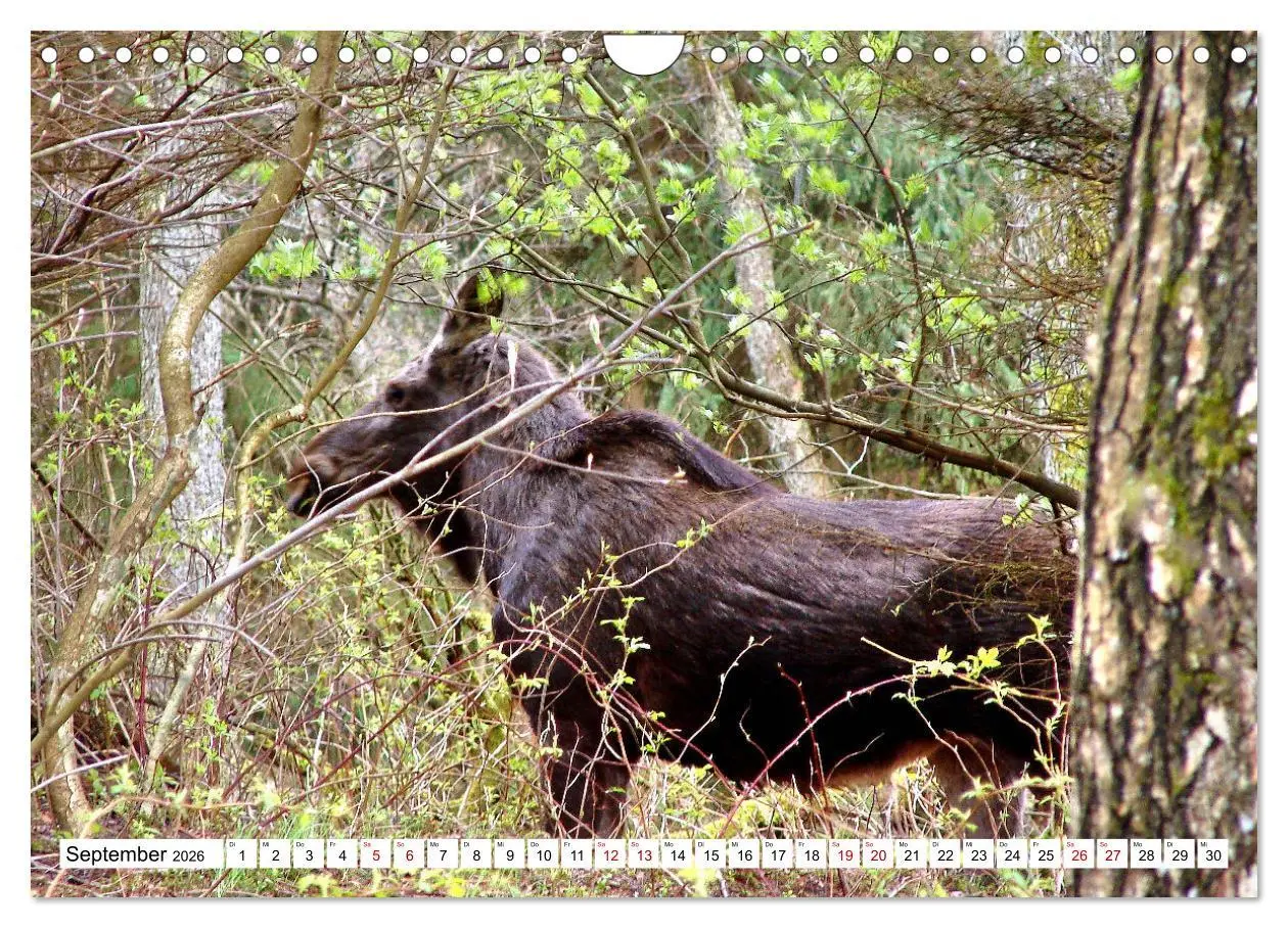 Bild: 9783457624456 | Ostpreußens Elche (Wandkalender 2026 DIN A4 quer), CALVENDO...