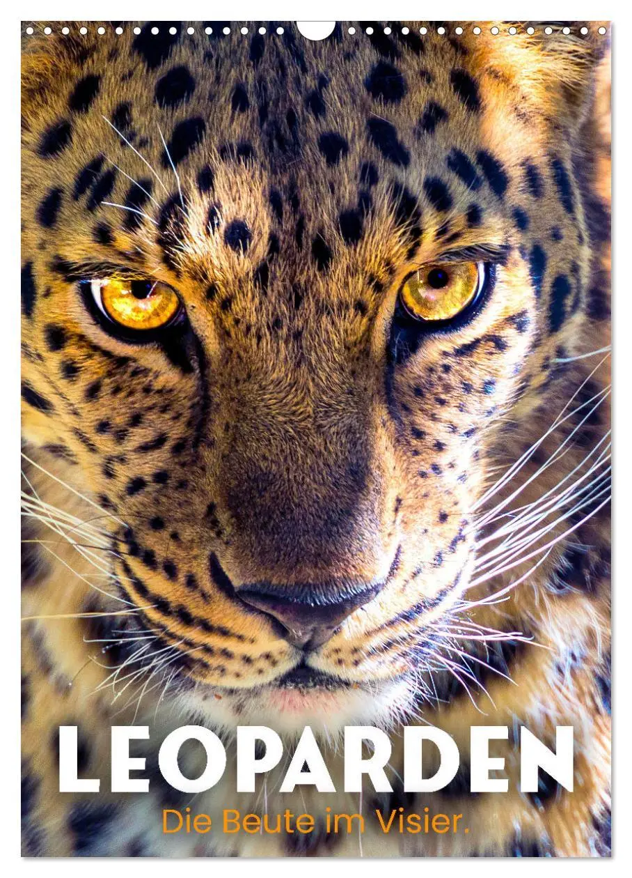 Cover: 9783516334456 | Leoparden - Die Beute im Visier. (Wandkalender 2026 DIN A3 hoch),...