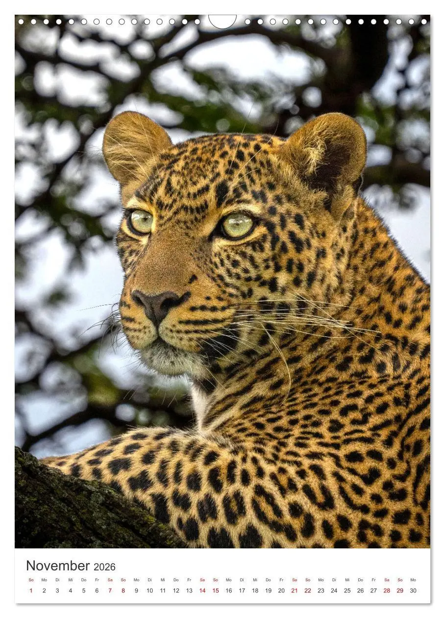 Bild: 9783516334456 | Leoparden - Die Beute im Visier. (Wandkalender 2026 DIN A3 hoch),...