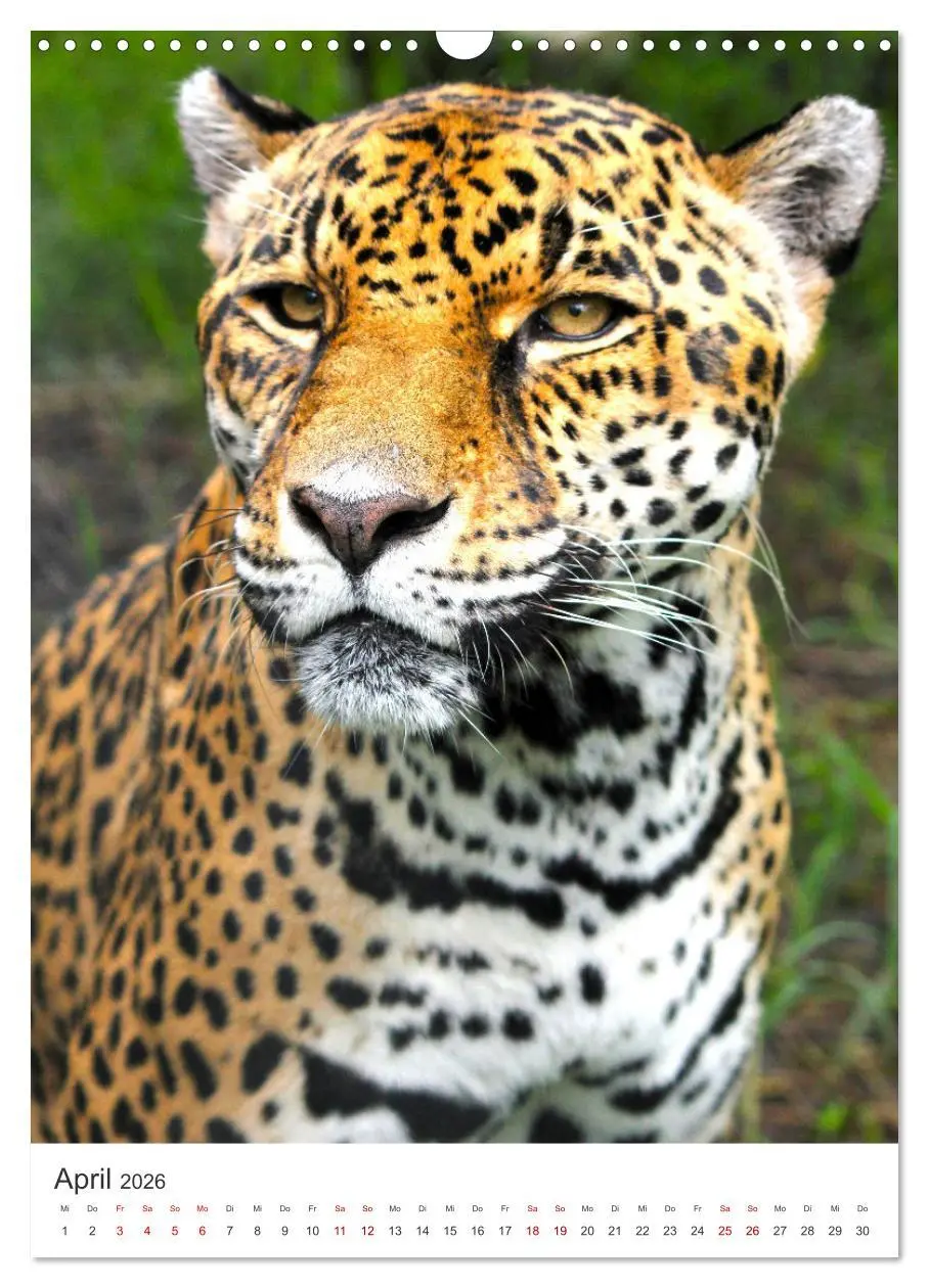 Bild: 9783516334456 | Leoparden - Die Beute im Visier. (Wandkalender 2026 DIN A3 hoch),...