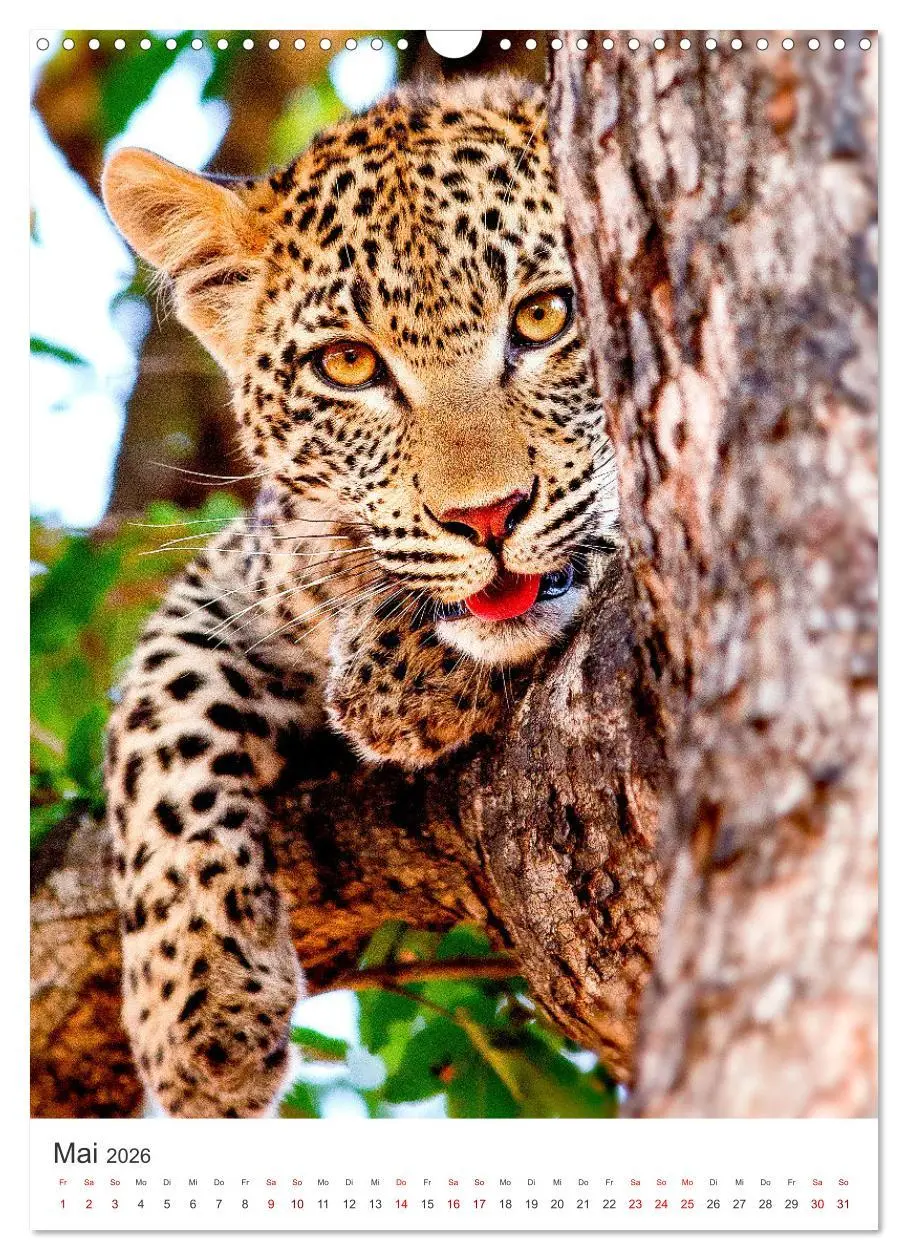 Bild: 9783516334456 | Leoparden - Die Beute im Visier. (Wandkalender 2026 DIN A3 hoch),...