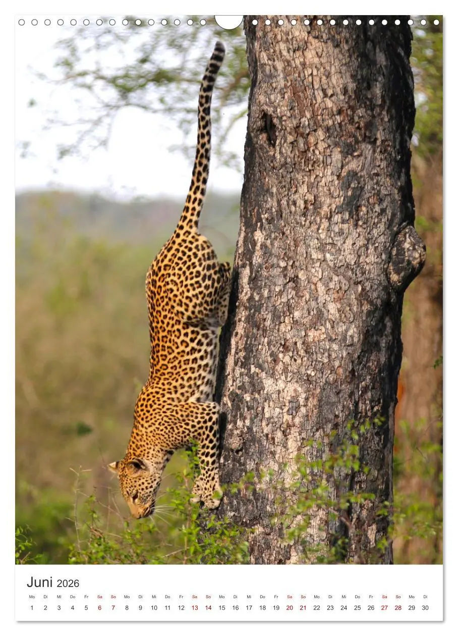 Bild: 9783516334456 | Leoparden - Die Beute im Visier. (Wandkalender 2026 DIN A3 hoch),...