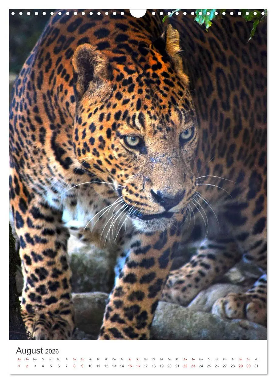 Bild: 9783516334456 | Leoparden - Die Beute im Visier. (Wandkalender 2026 DIN A3 hoch),...