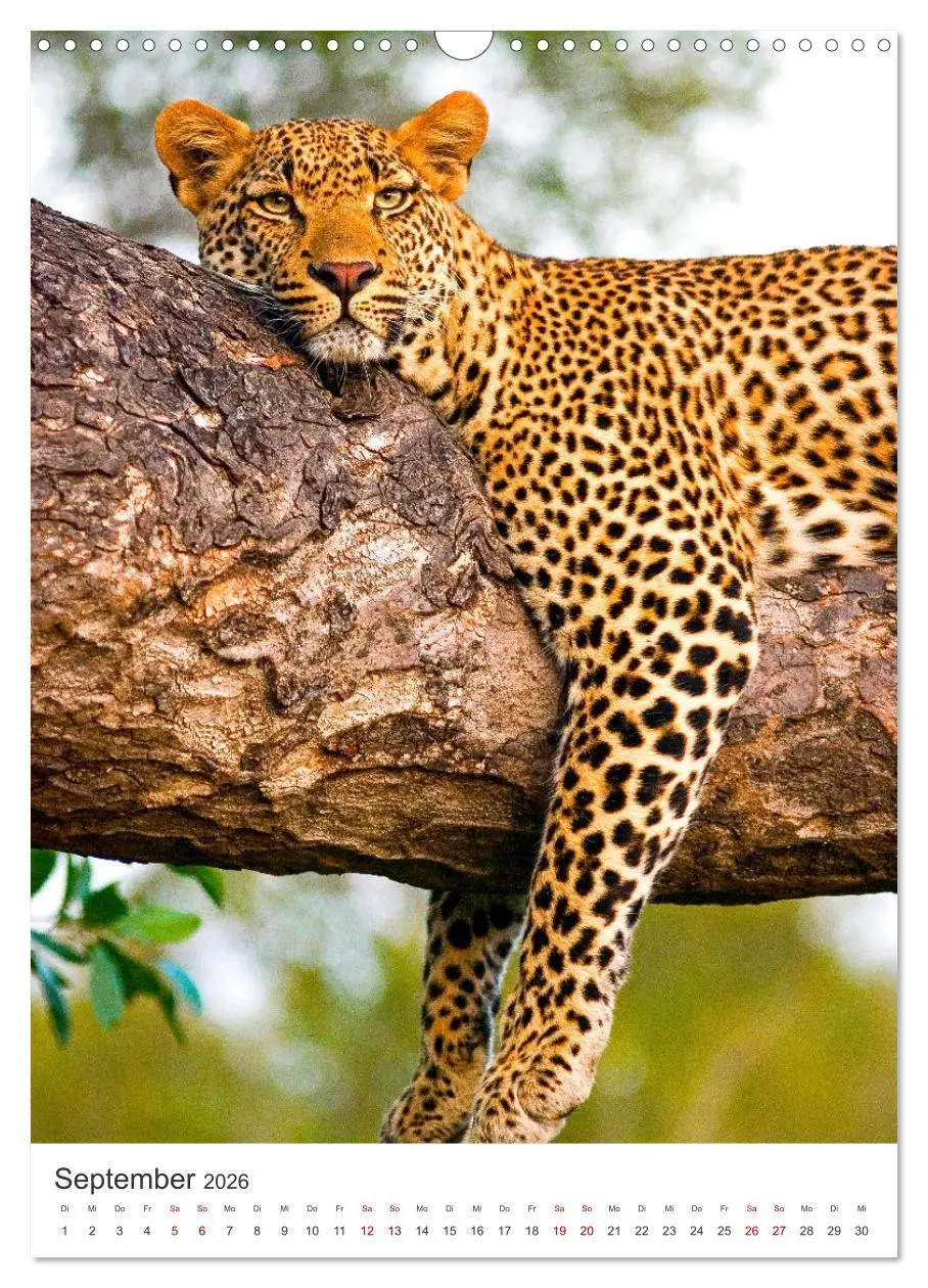Bild: 9783516334456 | Leoparden - Die Beute im Visier. (Wandkalender 2026 DIN A3 hoch),...